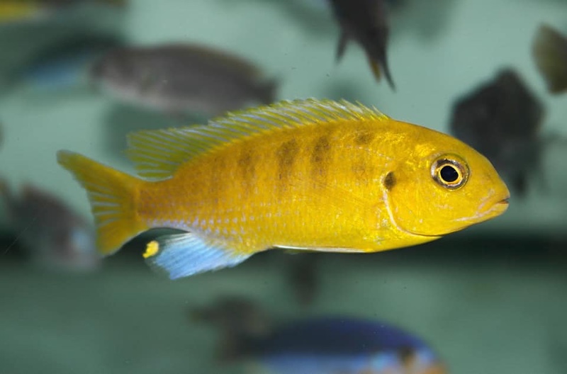 Maylandia barlowi 'Mazinzi Reef'